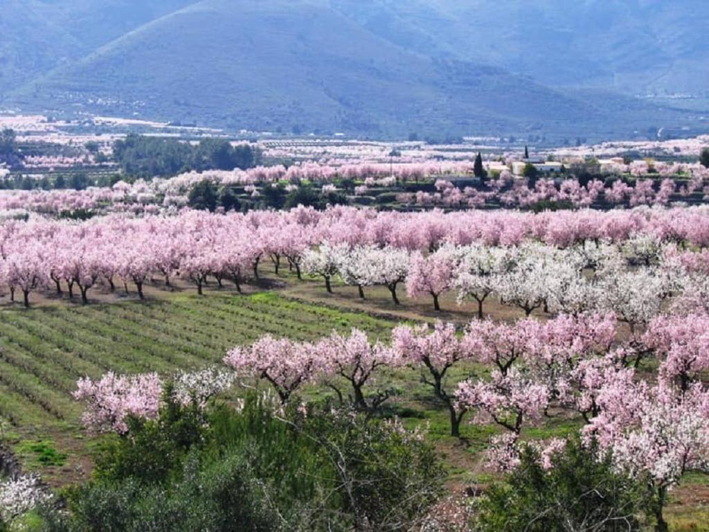 One Bed Apartment Overlooking Jalon Valley, Costa Blanca Alcalalí Εξωτερικό φωτογραφία
