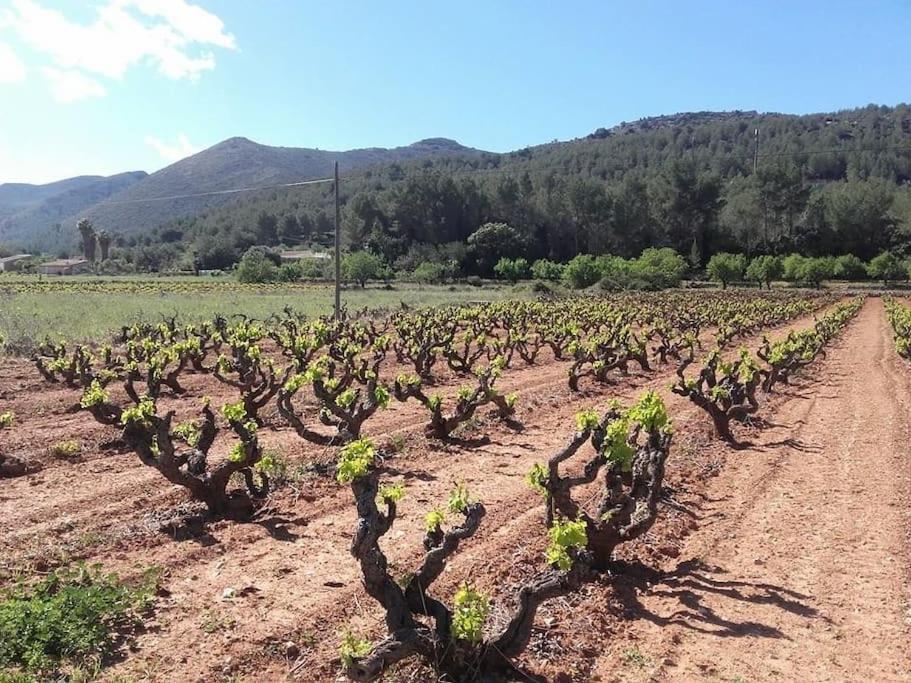One Bed Apartment Overlooking Jalon Valley, Costa Blanca Alcalalí Εξωτερικό φωτογραφία